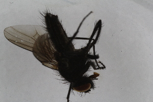  ( - IBOL-RikCal_08)  @12 [ ] CreativeCommons - Attribution Non-Commercial Share-Alike (2017) University of Bergen Natural History Collections