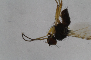  ( - IBOL-RikCal_11)  @11 [ ] CreativeCommons - Attribution Non-Commercial Share-Alike (2017) University of Bergen Natural History Collections