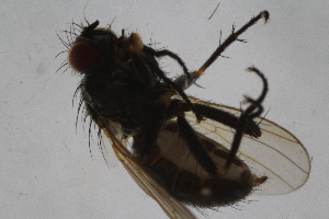  ( - IBOL-RikCal_14)  @11 [ ] CreativeCommons - Attribution Non-Commercial Share-Alike (2017) University of Bergen Natural History Collections