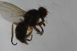  ( - IBOL-RikCal_15)  @11 [ ] CreativeCommons - Attribution Non-Commercial Share-Alike (2017) University of Bergen Natural History Collections