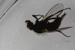  ( - IBOL-RikCal_23)  @12 [ ] CreativeCommons - Attribution Non-Commercial Share-Alike (2017) University of Bergen Natural History Collections