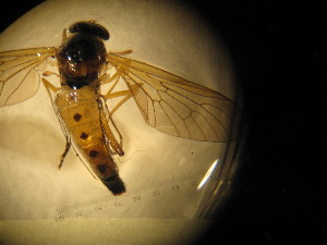 ( - IBOL Kurs2017-LS2)  @12 [ ] CreativeCommons - Attribution Non-Commercial Share-Alike (2017) University of Bergen Natural History Collections