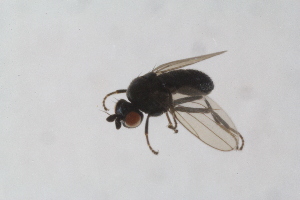  ( - RIKDIP27)  @11 [ ] CreativeCommons - Attribution Non-Commercial Share-Alike (2017) University of Bergen Natural History Collections