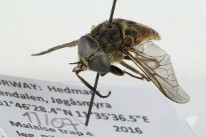  ( - RIKTAB23)  @13 [ ] CreativeCommons - Attribution Non-Commercial Share-Alike (2017) University of Bergen Natural History Collections