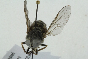  ( - RIKTAB24)  @12 [ ] CreativeCommons - Attribution Non-Commercial Share-Alike (2017) University of Bergen Natural History Collections