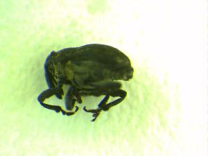  ( - Kurs2015-JM8)  @12 [ ] Copyright (2015) Univers. of Bergen, Natural History Collection Univers. of Bergen, Natural History Collection