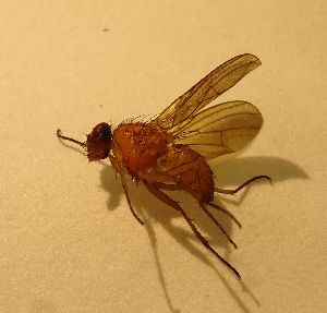  ( - Kurs2015-ML2)  @12 [ ] Copyright (2015) Univers. of Bergen, Natural History Collection Univers. of Bergen, Natural History Collection