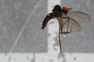  ( - RIKEMP07)  @12 [ ] CreativeCommons - Attribution Non-Commercial Share-Alike (2017) University of Bergen Natural History Collections