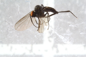  (Bicellaria subpilosa - RIKEMP105)  @11 [ ] CreativeCommons - Attribution Non-Commercial Share-Alike (2017) University of Bergen Natural History Collections