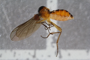  ( - RIKEMP22)  @11 [ ] CreativeCommons - Attribution Non-Commercial Share-Alike (2017) University of Bergen Natural History Collections