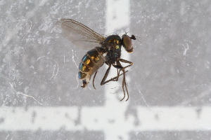  (Chrysotus obscuripes - RIKEMP50)  @11 [ ] CreativeCommons - Attribution Non-Commercial Share-Alike (2017) University of Bergen Natural History Collections