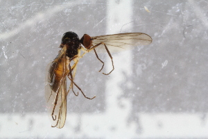  ( - RIKEMP90)  @12 [ ] CreativeCommons - Attribution Non-Commercial Share-Alike (2017) University of Bergen Natural History Collections