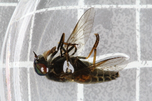  ( - RIKTab19)  @12 [ ] CreativeCommons - Attribution Non-Commercial Share-Alike (2017) University of Bergen Natural History Collections