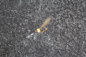  ( - RIKTIP21)  @11 [ ] CreativeCommons - Attribution Non-Commercial Share-Alike (2016) University of Bergen Natural History Collections