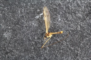 ( - RIKTIP28)  @11 [ ] CreativeCommons - Attribution Non-Commercial Share-Alike (2016) University of Bergen Natural History Collections