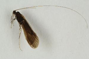  (Athripsodes commutatus - RIKTRI29)  @12 [ ] CreativeCommons - Attribution Non-Commercial Share-Alike (2017) University of Bergen Natural History Collections