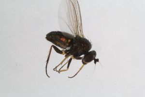  (Chrysotus pulchellus - RikEmp251)  @11 [ ] Copyright (2014) Bergen Museum Bergen Museum