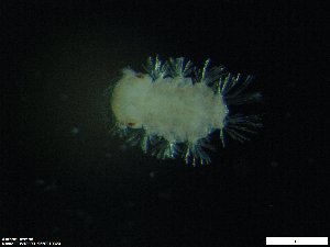  ( - ZMBN-ENT-C-18999)  @11 [ ] copyright (2018) Univers. of Bergen, Natural History Collection Univers. of Bergen, Natural History Collection