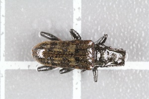  (Rhagium inquisitor (L. - ZMBN-Ent1)  @12 [ ] CreativeCommons - Attribution Non-Commercial Share-Alike (2016) University of Bergen Natural History Collections
