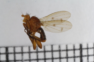  (Eccoptomera ornata - ZMBN-Ent109)  @11 [ ] CreativeCommons - Attribution Non-Commercial Share-Alike (2020) University of Bergen Natural History Collections