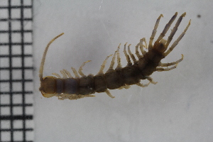  ( - ZMBN_Ent_C_19124)  @11 [ ] CreativeCommons - Attribution Non-Commercial Share-Alike (2020) University of Bergen Natural History Collections