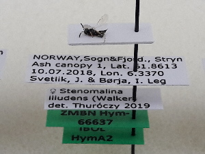  (Stenomalina illudens - ZMBN_HymA2)  @12 [ ] CreativeCommons - Attribution Non-Commercial Share-Alike (2019) University of Bergen Natural History Collections