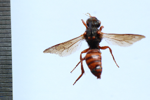  (Nomada chrysopyga - SNSF-Eg-011)  @11 [ ] Unspecified (default): All Rights Reserved  Samy M Zalat Nature & Science Foundation