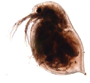  (Daphnia sp - ZPD1.3)  @12 [ ] Copyright (2015) PHCDBS Paul Hebert Center for DNA Barcoding and Biodiversity Studies