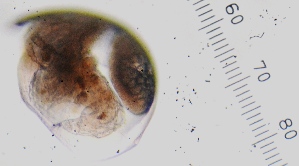  ( - ZPJW32)  @11 [ ] Copyright (2015) PHCDBS PAUL HEBERT CENTRE FOR DNA BARCODING AND BIODIVERSITY STUDIES