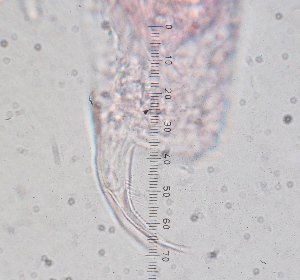 ( - ZPJW4)  @11 [ ] Copyright (2015) PHCDBS PAUL HEBERT CENTRE FOR DNA BARCODING AND BIODIVERSITY STUDIES