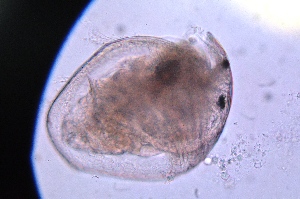  ( - ZPJW9)  @11 [ ] Copyright (2015) PHCDBS PAUL HEBERT CENTRE FOR DNA BARCODING AND BIODIVERSITY STUDIES