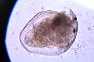  ( - ZPJW9)  @11 [ ] Copyright (2015) PHCDBS PAUL HEBERT CENTRE FOR DNA BARCODING AND BIODIVERSITY STUDIES