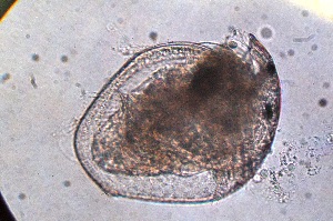  ( - ZPJW9)  @11 [ ] Copyright (2015) PHCDBS PAUL HEBERT CENTRE FOR DNA BARCODING AND BIODIVERSITY STUDIES