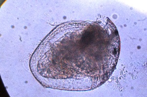  ( - ZPJW9)  @11 [ ] Copyright (2015) PHCDBS PAUL HEBERT CENTRE FOR DNA BARCODING AND BIODIVERSITY STUDIES