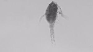  ( - ZOOPS_0714)  @11 [ ] BY-NC-ND (2019) Joe Connolly Cornell University