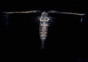  (Calanidae - BIOUG01212-B10)  @14 [ ] Copyright (2014) Peter J. Bryant University of California, Irvine