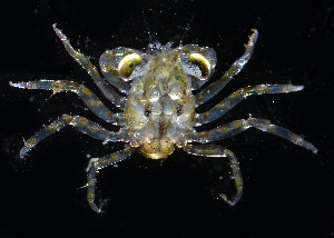  ( - BIOUG01218 B08 Megalops)  @11 [ ] Copyright (2014) Peter J. Bryant University of California, Irvine