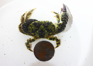  (Eriphia granulosa - BIOUG19287 D10)  @11 [ ] Unspecified (default): All Rights Reserved (2020) Peter J. Bryant University of California, Irvine