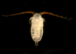  ( - CCDB 24625 E08)  @11 [ ] Unspecified (default): All Rights Reserved (2017) Peter J. Bryant University of California, Irvine