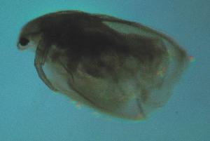  ( - ZMXII-293)  @11 [ ] Unspecified (default): All Rights Reserved  Unspecified Unspecified