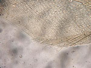  ( - ZPLMX150)  @12 [ ] Unspecified (default): All Rights Reserved  Unspecified Unspecified