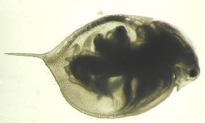  (Daphnia magna - ZPLMX-0035)  @14 [ ] Unspecified (default): All Rights Reserved  Unspecified Unspecified