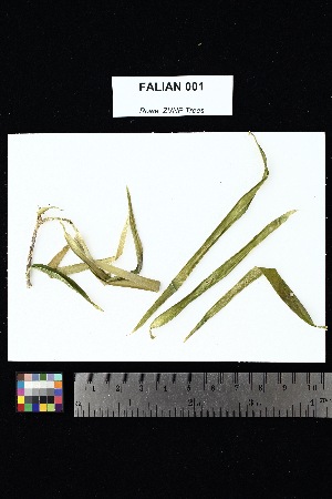  ( - FALIAN_001)  @11 [ ] Creative Commons-Attribution Non-Commercial Share-Alike (2025) Amanda K. Rowe University of Colorado Boulder Museum of Natural History