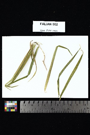  ( - FALIAN_002)  @11 [ ] Creative Commons-Attribution Non-Commercial Share-Alike (2025) Amanda K. Rowe University of Colorado Boulder Museum of Natural History