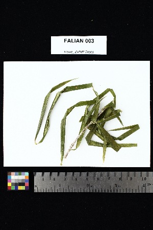  ( - FALIAN_003)  @11 [ ] Creative Commons-Attribution Non-Commercial Share-Alike (2025) Amanda K. Rowe University of Colorado Boulder Museum of Natural History