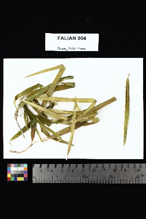  ( - FALIAN_004)  @11 [ ] Creative Commons-Attribution Non-Commercial Share-Alike (2025) Amanda K. Rowe University of Colorado Boulder Museum of Natural History