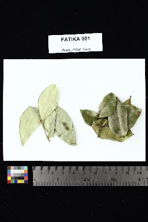  (Carissa pilosa - FATIKA_001)  @11 [ ] Creative Commons-Attribution Non-Commercial Share-Alike (2025) Amanda K. Rowe University of Colorado Boulder Museum of Natural History