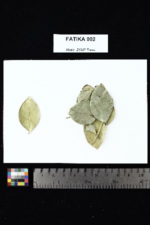  ( - FATIKA_002)  @11 [ ] Creative Commons-Attribution Non-Commercial Share-Alike (2025) Amanda K. Rowe University of Colorado Boulder Museum of Natural History