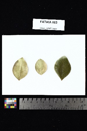  ( - FATIKA_003)  @11 [ ] Creative Commons-Attribution Non-Commercial Share-Alike (2025) Amanda K. Rowe University of Colorado Boulder Museum of Natural History