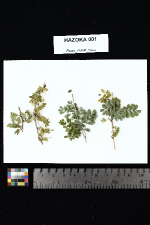  (Viguieranthus - HAZOKA_001)  @11 [ ] Creative Commons-Attribution Non-Commercial Share-Alike (2025) Amanda K. Rowe University of Colorado Boulder Museum of Natural History